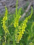 yellow melilot, ribbed melilot, common melilot، شبدر شیرین، اکلیل الملک، بسنگ، بسیه، شاه بسه، ناخنک،